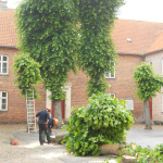 Lindetrærne fældes 1. juli 2013