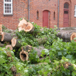 Lindetrærne fældes 1. juli 2013