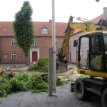 Lindetrærne fældes 1. juli 2013