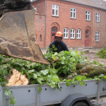 Lindetrærne fældes 1. juli 2013