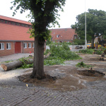 Lindetrærne fældes 1. juli 2013