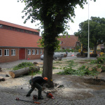 Lindetrærne fældes 1. juli 2013